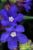 Next: Kapadokya - Spring Flowers